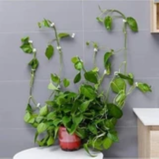Plant Climbing Fixing Clip (30pc)