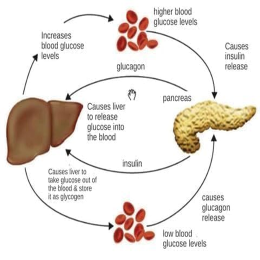 Sugar Control Acupressure Point Clip - Image 4