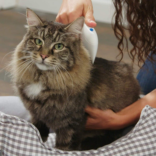 Flea Doctor - Image 4