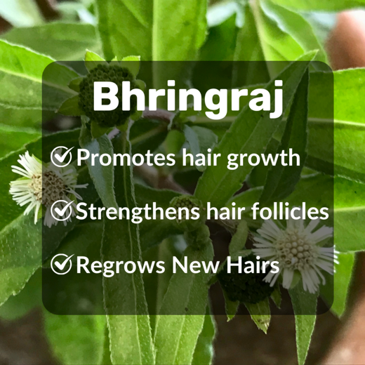 Herbs Magic Keshavriddhi Hair Oil | Hair Fall Control and Hair Growth with Bringharaj & Hibiscus - Image 3