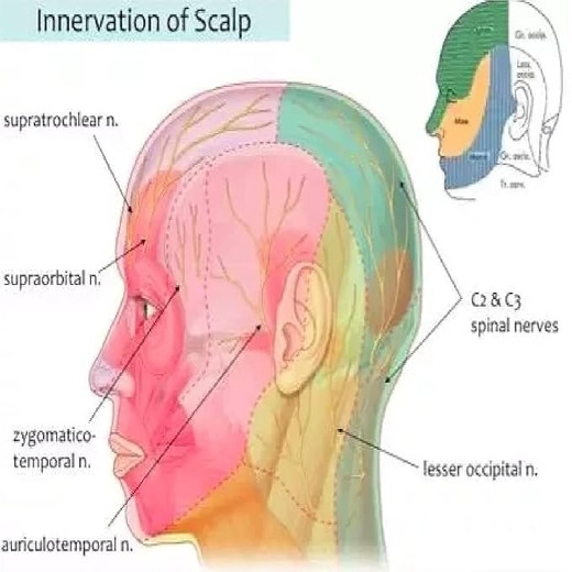 Hand Scalp Massager - Image 2