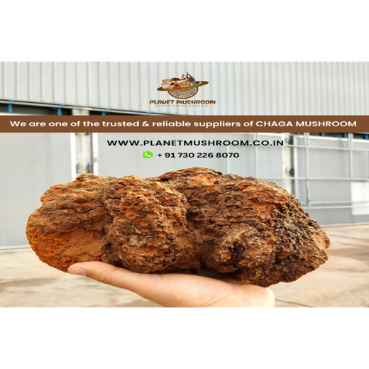 Chaga Mushroom Chunks - Image 3